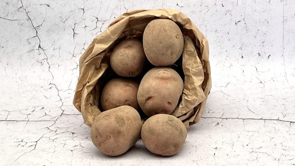 Bildtstar, 2,5kg