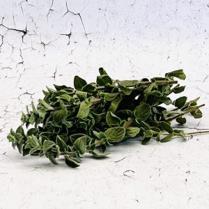 Oregano