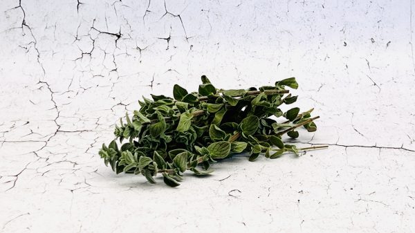 Oregano